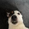ghastlyflea 的头像