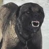 Kangal profil fotoğrafı