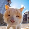 Tee profil fotoğrafı