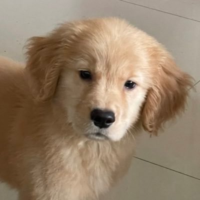 ญิ๋งญิ๋ง ง ˙ω˙'s profile picture