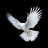 Profilbild von Einheits🟤NichtMigrant ohne Klarname 🇩🇪🦅
