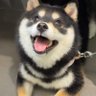 无极蓝's profile picture