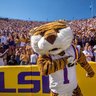 Tigers Habitat's profile picture