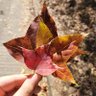ボニー profil fotoğrafı