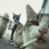 El Gato de WallStreet's profile picture