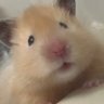 Profilbild von 図々しい生き物