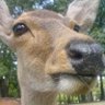 Profilbild von シンルチュウ(ソーダ割り)