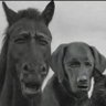 Диллер желудей's profile picture