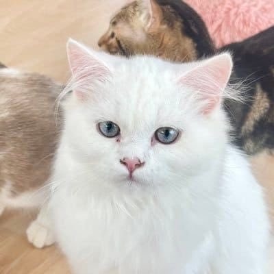 animalsbabyy's profile picture