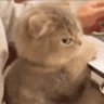 Chris's profile picture