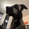 RPGDOG's profile picture