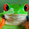 El rana 4 profil fotoฤrafฤฑ