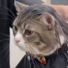 Profilbild von pompacan çaktıran