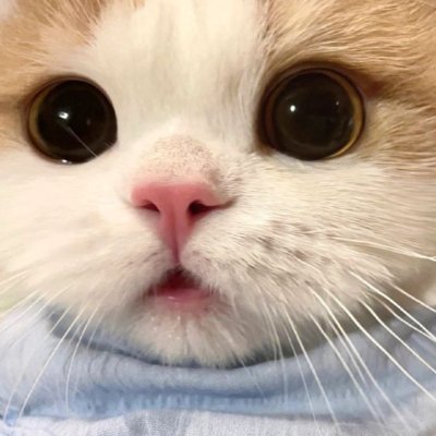 Fennekoo's profile picture