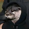 Profilbild von Awesomeboy212