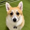 コーギー犬たかまさ 的头像