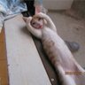 ユウイチ 的头像