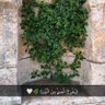 Фото профиля Um SANAD