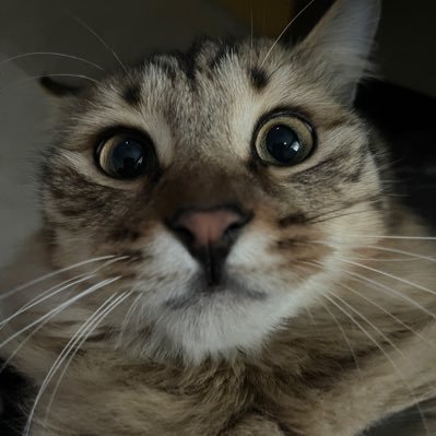 MeiyouMengxiang's profile picture