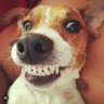 Profilbild von Daily Giggles