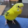 💎しーほん💎🦜's profile picture