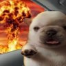 pibblecita's profile picture