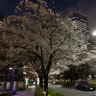 Фото профиля 🇯🇵Corkヨハンソン🇯🇵