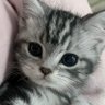 Jiang.Z profil fotoğrafı