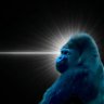 みごり🥦🦍 的头像
