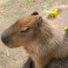 체리마(Cherima, チェリマ) profil fotoğrafı