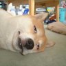 まめちよ's profile picture