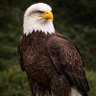 EAGLE profil fotoฤrafฤฑ