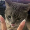 meowmeow⁷ 💖 is seeing bts 的头像