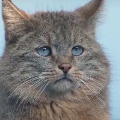 bamtolerate's profile picture
