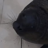 captainkroshik's profile picture