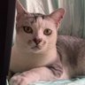 แมว CEO 😼 profil fotoğrafı