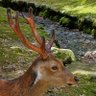 Profilbild von rokutyantotomoni