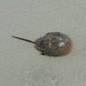 Profilbild von Horseshoe crab