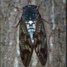Profilbild von cicada2