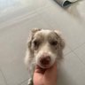 chao wang profil fotoğrafı