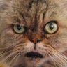 Profilbild von Svift