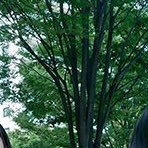 cakoriko_p's profile picture