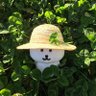 Profilbild von mossywhisper