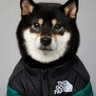 Profilbild von P