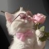 Boşişler profil fotoğrafı