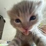 Scarlet Leo profil fotoğrafı