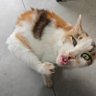 羽殤せな profil fotoğrafı
