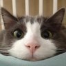 春野 Ekele profil fotoğrafı