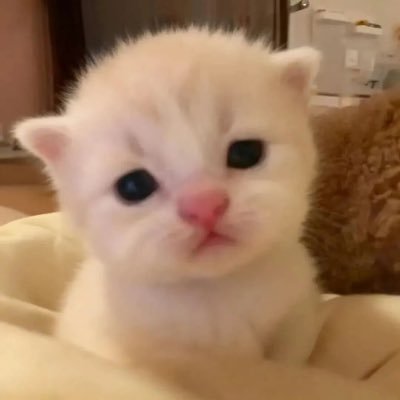 Meozj2t's profile picture