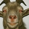 Profilbild von PanDaBTC